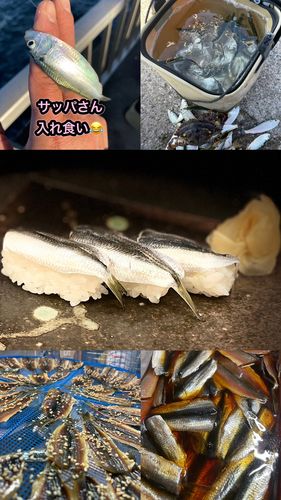 サッパの釣果