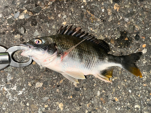 キビレの釣果