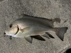 コショウダイの釣果