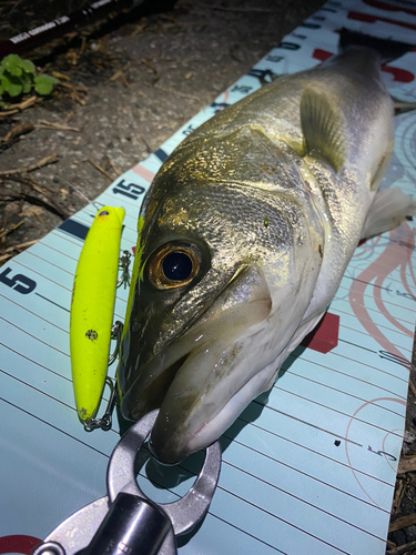 シーバスの釣果