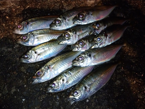 アジの釣果