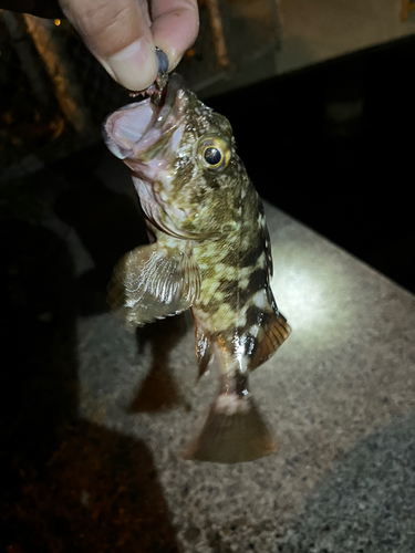 タケノコメバルの釣果