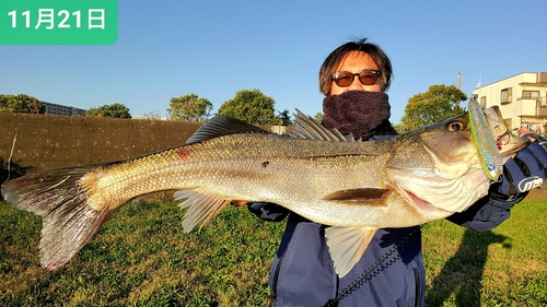 シーバスの釣果