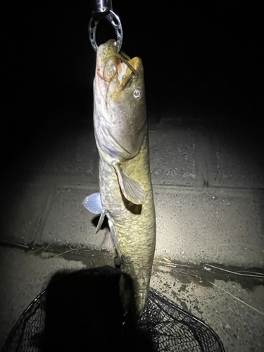 マナマズの釣果