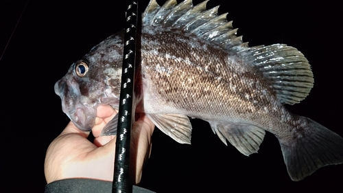 クロソイの釣果