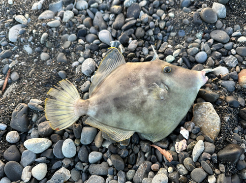 カワハギの釣果