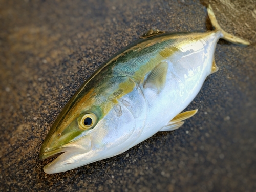 ヤズの釣果