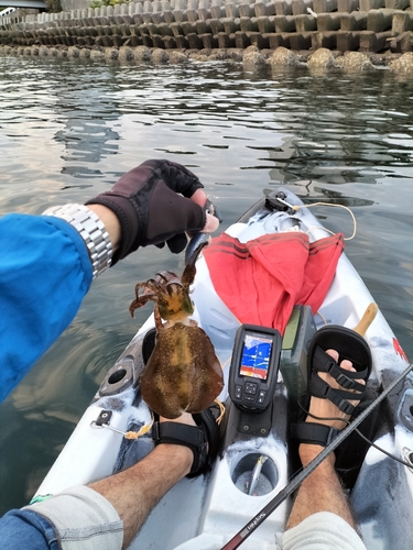 チダイの釣果