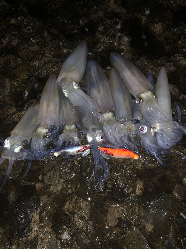 マメイカの釣果