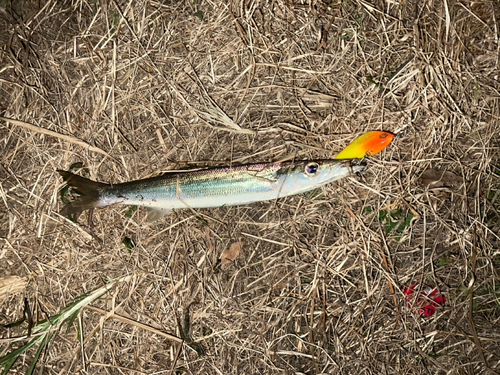 アカカマスの釣果