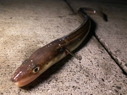 マアナゴの釣果