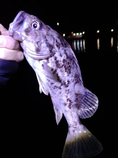 クロソイの釣果