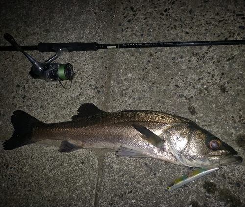 シーバスの釣果