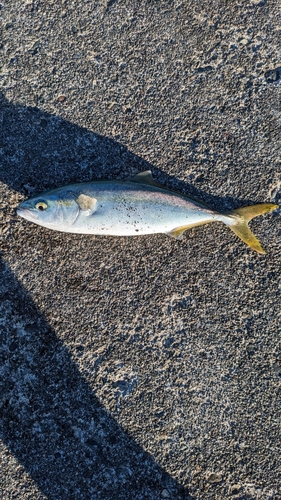 ワカシの釣果