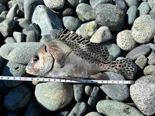 コショウダイの釣果