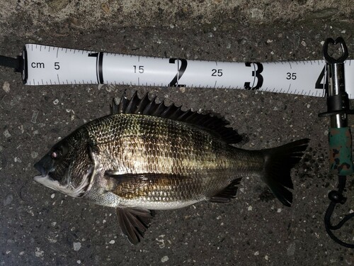 クロダイの釣果