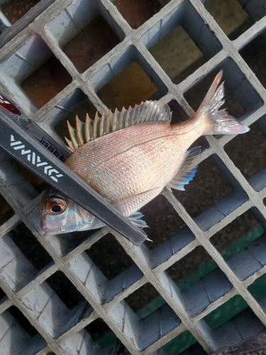 チャリコの釣果