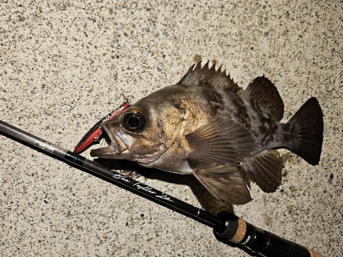 シロメバルの釣果