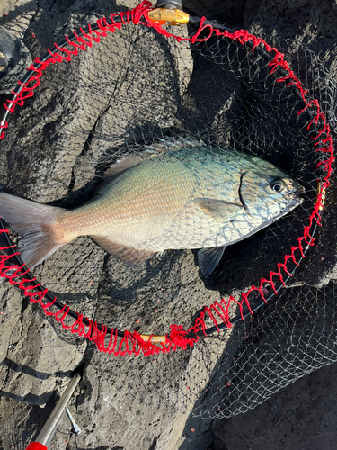 イスズミの釣果