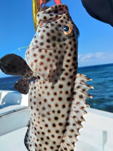 ハタの釣果