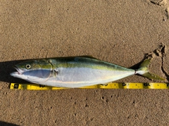 ヤズの釣果