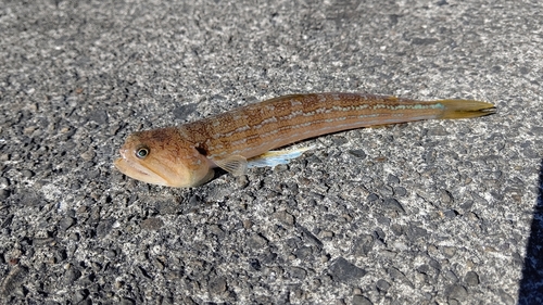 エソの釣果