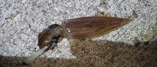 ヤリイカの釣果