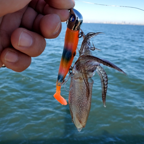 ヒイカの釣果