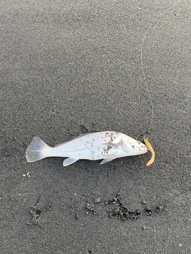 ニベの釣果