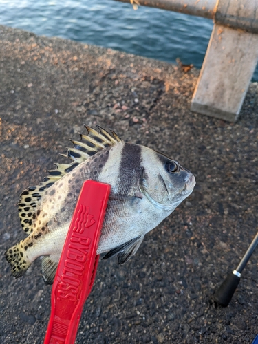 コショウダイの釣果