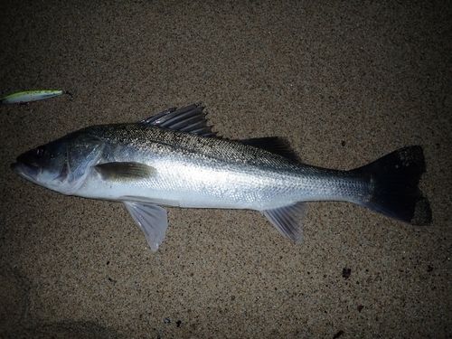 スズキの釣果