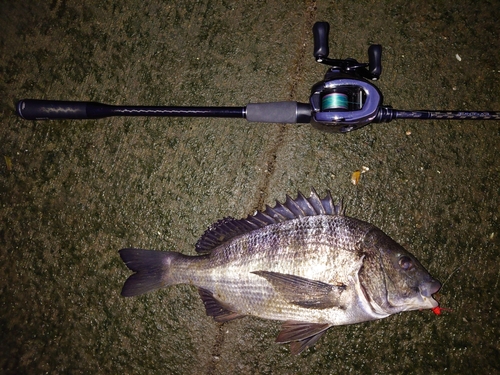 チヌの釣果