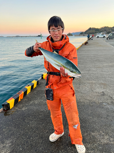 ブリの釣果