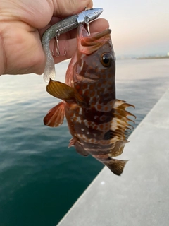 アコウの釣果