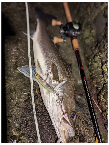 ヒラスズキの釣果