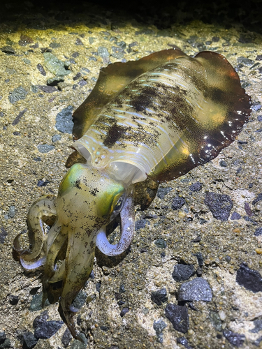 アオリイカの釣果