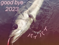 コイの釣果