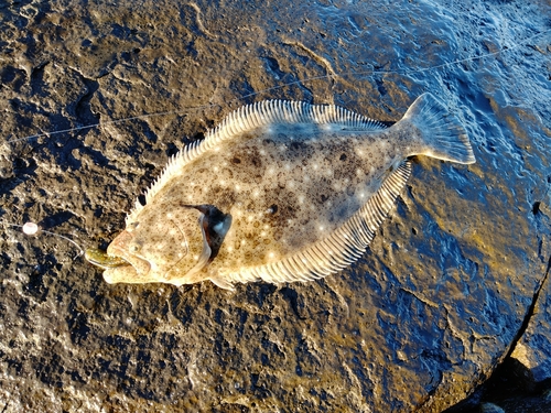 ソゲの釣果