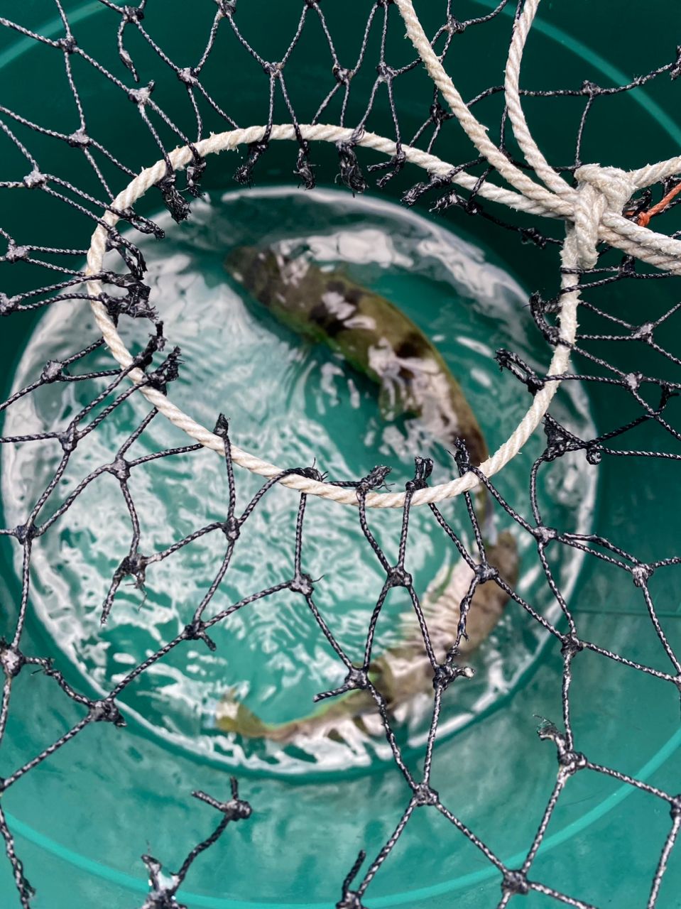 ショウサイフグ