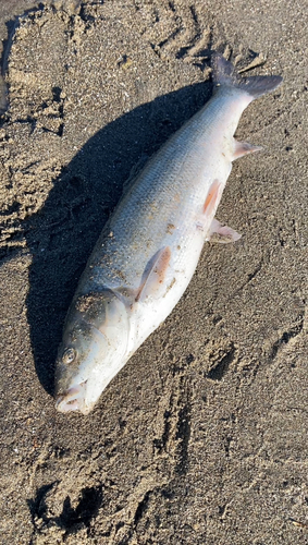 マルタウグイの釣果