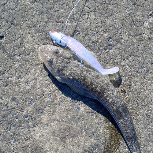 マゴチの釣果