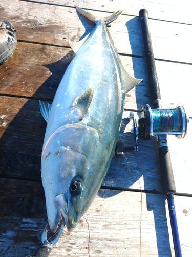 ワラサの釣果