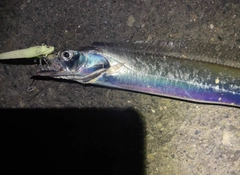 タチウオの釣果