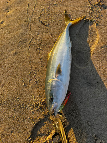 ワラサの釣果