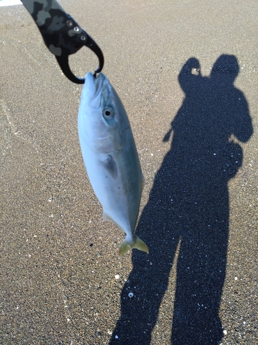 ワカシの釣果