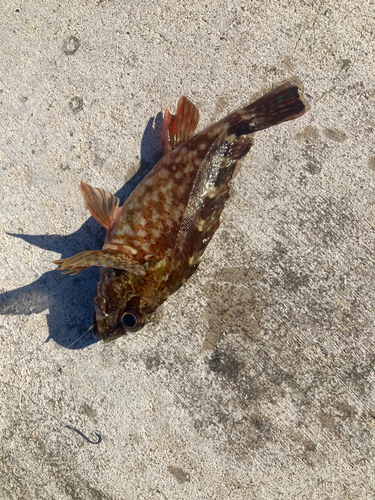 カサゴの釣果