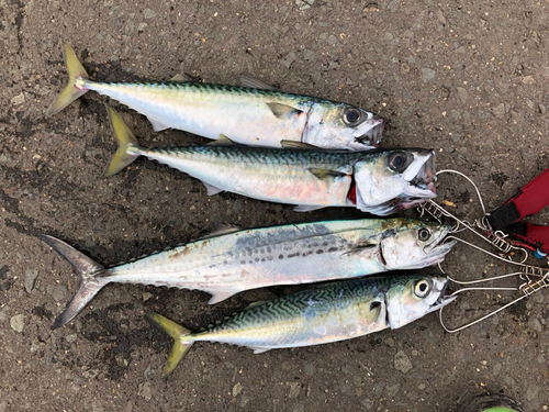 サバの釣果