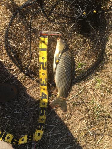 コイの釣果