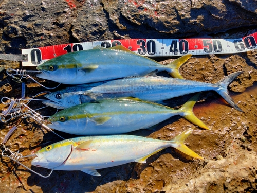 ハマチの釣果