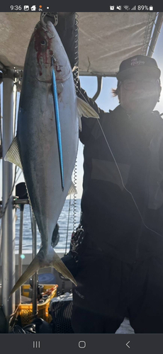 ハマチの釣果